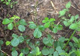 Image result for Grona adscendens