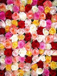 Stop And Smell The Roses 107 Flower Background Iphone Rose Wallpaper Vintage Flowers Wallpaper