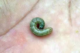 In neh region of india, maize is primarily grown under jhum land and terraced area. Fall Armyworm Destroyer Of Maize Farms Causes Concern In India