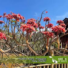 Image result for Plumeria rubra