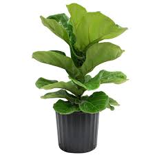 Delray Plants 8 3 4 In Ficus Pandurata Bush In Pot 10pan The Home Depot Floor Plants Fiddle Leaf Fig Tree Ficus Pandurata