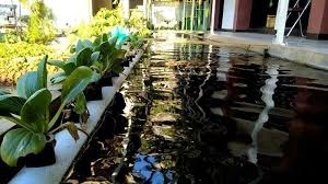 Video Kolam Ikan Dan Hidroponik Bikin Asri Kelurahan Kebagusan Halaman All Warta Kota