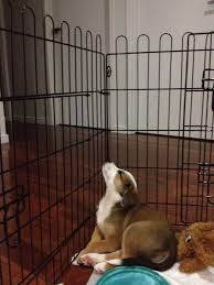 The theory behind its success is that puppies do not like to soil where they are sleeping. Bringing Puppy Home For The First Night Princess Grace Kelpie