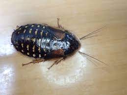 For items shipping to the united states, visit pokemoncenter.com. Blaptica Dubia ã­ãšã¿ å®³è™« ã‚·ãƒ­ã‚¢ãƒªé§†é™¤ãªã‚‰ã‚·ãƒ¼ ã‚¢ã‚¤ ã‚·ãƒ¼