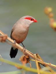 Finch Very Small Birds Of South Africa Black Rumped Red Eared Waxbill Estrilda Troglodytes Colorful Birds Pretty Birds South African Birds
