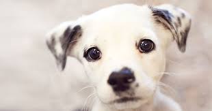 Caine catelul bobby cu 3 fluiere interactiv. ProtecÅ£ia Animalelor