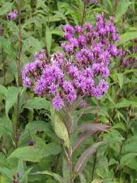 Image result for Vernonia helodea