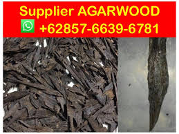 We abuse our trees to make our agarwood better some agarwood are good; Suppliers 62857 6639 6781 Whatsapp Agarwood Essential Oil Price