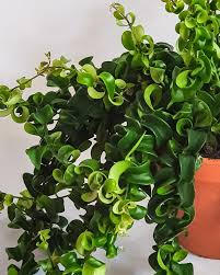 Other products you may be interested in. Twisted Lipstick Plant Aka Basket Vine House Plant Little Green