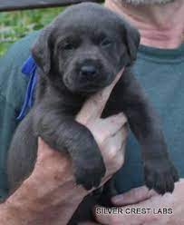 Charcoal lab puppies for sale in texas. Silver Labrador Puppies For Sale Texas Charcoal Labrador Puppies Texas Silver Labrador Puppies Labrador Retriever Labrador Puppy