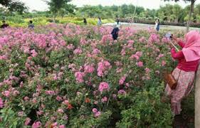 Here is sakura in a before picutre. Karena Selfie Taman Sakura Keputih Rusak Sebarkan Org