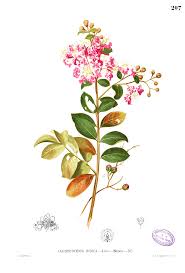 Image result for Lagerstroemia
