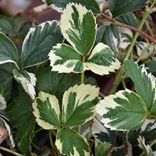 Image result for Fragaria vesca