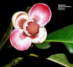 Image result for Clusiaceae