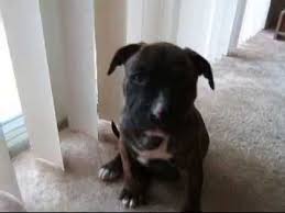 The blue nose brindle dogs have one more extra special element. My Brindle Pitbull Puppy 8 Weeks Old Youtube