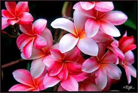 Hawaii Flower Pictures Hawaiipictures Com Hawaii's official flowers are as diverse and beautiful as the islands they represent. hawaii flower pictures hawaiipictures com