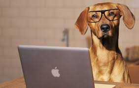 It S A Doggy Dog World 7 Misused Phrases We See All The Time In Writing Stickler