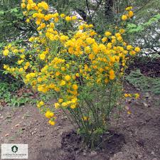 Image result for Kerria japonica