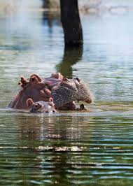 Meet harry the cute baby pygmy hippo! 57 Huge Hippo Facts Complete Guide To The Massive Hippopotamus Storyteller Travel