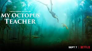 Después de años de nadar todos los días en el océano helado en la punta de áfrica, craig foster conoce a un maestro poco probable: Mi Maestro El Pulpo 2020 Documental Hd 1080p Latino Dual
