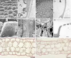 Epidermal cells (except guard cells) lack chloroplasts. Scanning And Transmission Electron Microscopy Of Epidermal Cell Walls Download Scientific Diagram