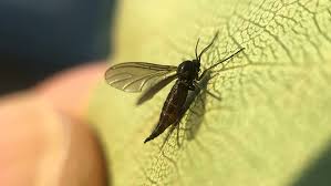 Drown flies by leaving out a bowl of. Fungus Gnats Nebraska Extension In Lancaster County