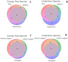 Image result for Lasiodiscus pervillei