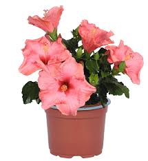 Image result for Impatiens gomphophylla