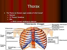 It is a highly distensible organ, and can stretch superiorly to contain roughly half a litre of fluid. Cranium Thorax And Spine Cranium Skull The Difference The Difference The Skull Are All The Bones Of The Head Including Jawbone The Skull Are All Ppt Download