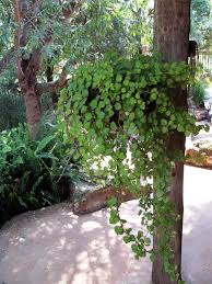 Image result for Plectranthus verticillatus