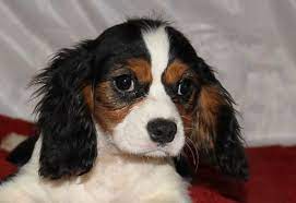 Conner A Male Akc Cavalier King Charles Spaniel Puppy For Sale In Indiana Vi Cavalier King Charles Dog King Charles Cavalier Spaniel Puppy King Charles Dog