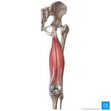 These four muscles at the front of the thigh are the major extensors of the knee. Posterior Thigh Muscles Hamstrings Kenhub