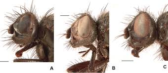 Contact bugs gon pest control (kamloops) ltd. Review Of The North American Fauna Of Drymeia Meigen Diptera Muscidae And Evaluation Of Dna Barcodes For Species Level Identification In The Genus
