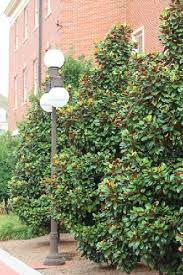 Stop by the farm at 5695 n. Selecting Evergreen Trees Oklahoma State University