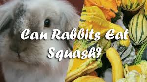 There are two types of flower; Can Rabbits Eat Zucchini