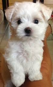 Image result for white yorkshire terrier