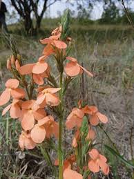 Image result for Cycnium recurvum