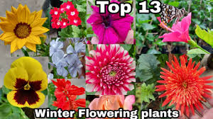 If you want to say 'i love you', 'i care' or 'thank you' to your loved ones, express it send online gifts to your loved ones in pakistan by one of the quickest available gift delivery services, our gift shop has variety of gift items for every occasion. Top 13 Winter Flowering Plants Winter Season Flowering Plants The One Page Youtube