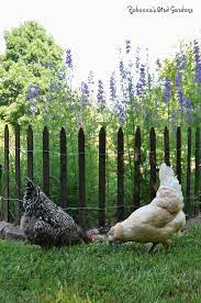 Repelling chickens can be done by chasing them off the property on a regular basis. Gardening With Chickens And Picket Fences Community Chickens Chicken Fence Chicken Garden Chickens Backyard