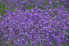 Image result for Lavandula angustifolia Vera