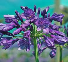 Ever Amethyst Agapanthus In 2021 Southern Living Plants Plants Agapanthus