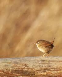 Small Bird With Long Legs And Long Beak The Wren Is A Tiny Brown Bird Although It Is Heavier Less Slim Than The Even Smaller Goldcrest It Is Dumpy Almost Rounded With Small Birds Bird Pet Birds
