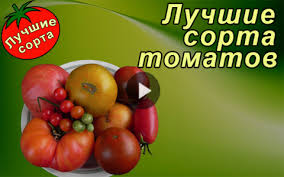 можно ли сажать помидоры по два в лунку видео Plejlist Vegetables Tomato Food