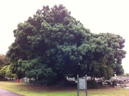 Image result for Afroqueta capensis