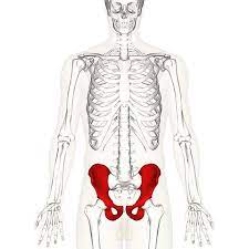 The small joints between the ribs and the vertebrae permit a gliding motion of the. The Hip Bone Ilium Ischium Pubis Teachmeanatomy