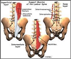 Muscles of the lower back. Lower Back Bone Anatomy Anatomy Drawing Diagram