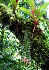 Monitoring Epiphyte Colonization In Costa Rican Forest Restoration Rainforest Plants Orchid Plants Orchids Garden