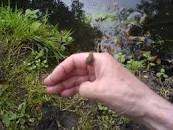 Image result for Boeckel and "koan" wikipedia