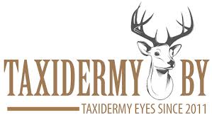 Taxidermy Eyes Taxidermy By Mammal Eyes Bird Eyes Fish