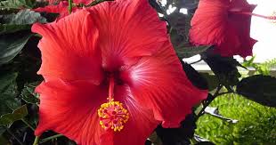 Image result for Hibiscus fuscus